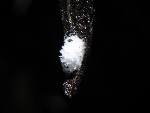 Woolly aphid?  Australia,Geotagged,Winter