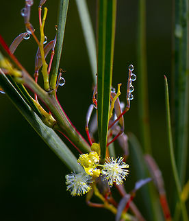 Wattle I Do - Sweet scented wattle Acacia suaveolens,Australia,Geotagged,Winter