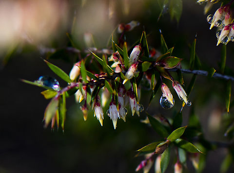 Pink beard heath  Australia,Geotagged,Leucopogon ericoides,Pink Beard-heath,Winter