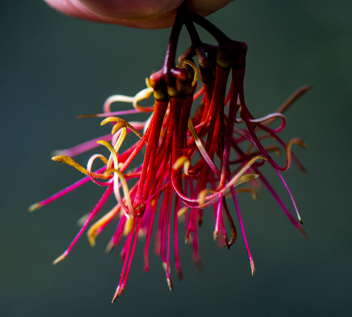 Fallen flower - Mistletoe  Amyema pendula,Australia,Drooping mistletoe,Geotagged,Winter