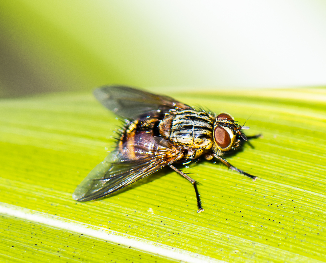 Orange bristle fly  Australia,Geotagged,Winter