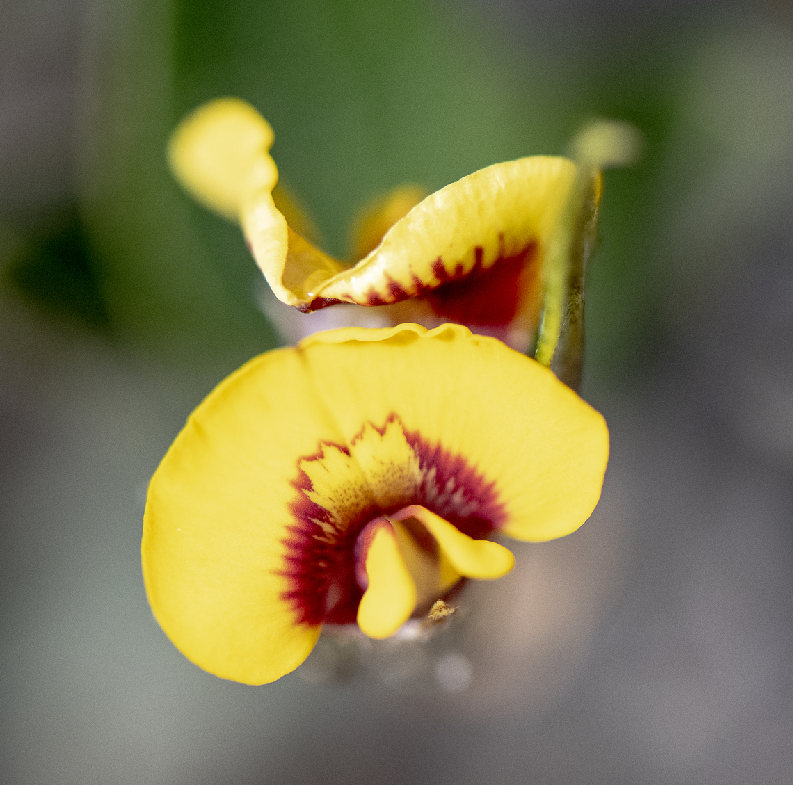 Large flowered mirbella  Australia,Geotagged,Mirbelia platylobioides,Mirbella platylobioides,Winter