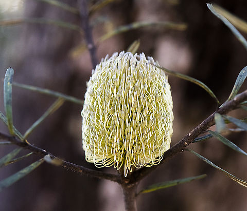 Banksia marginata  Australia,Banksia marginata,Geotagged,Silver Banksia,Winter