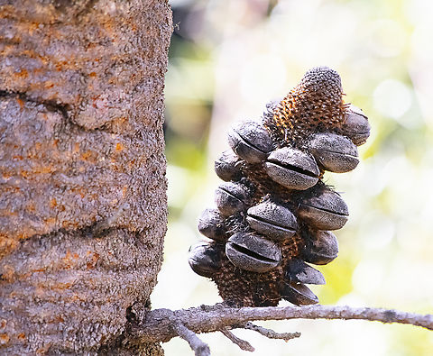 Banksia serrata A favourite of black cockatoos Australia,Banksia serrata,Geotagged,Saw banksia,Winter