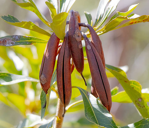 Waratah seed pods - Telopea speciosissima The woody seed pod of the waratah is produced in autumn and contains quite a few  winged seeds which are dispersed in the wind. Waratahs can be readily propagated from seed,  Australia,Geotagged,Telopea speciosissima,Waratah,Winter