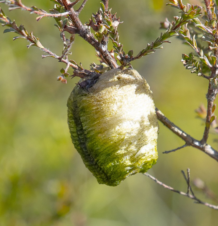 Ootheca praying mantis Female mantid lays eggs in a case called ootheca, which are often species distinctive. The number of 1st instars hatch from the ootheca can be from 10 to 400 depends on species. Most species lay the ootheca on plants, either on trunk, stems or on leaves.   Australia,Geotagged,Winter