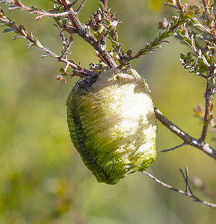 Ootheca praying mantis Female mantid lays eggs in a case called ootheca, which are often species distinctive. The number of 1st instars hatch from the ootheca can be from 10 to 400 depends on species. Most species lay the ootheca on plants, either on trunk, stems or on leaves.   Australia,Geotagged,Winter