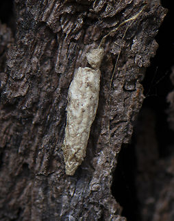Moth case - Case moth  Australia,Geotagged,National Moth Week 2022,Winter,moth week 2022