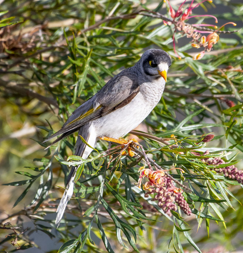 Noisy miner  Australia,Geotagged,Manorina melanocephala,Noisy miner,Winter
