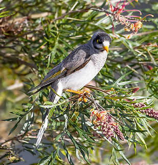 Noisy miner  Australia,Geotagged,Manorina melanocephala,Noisy miner,Winter