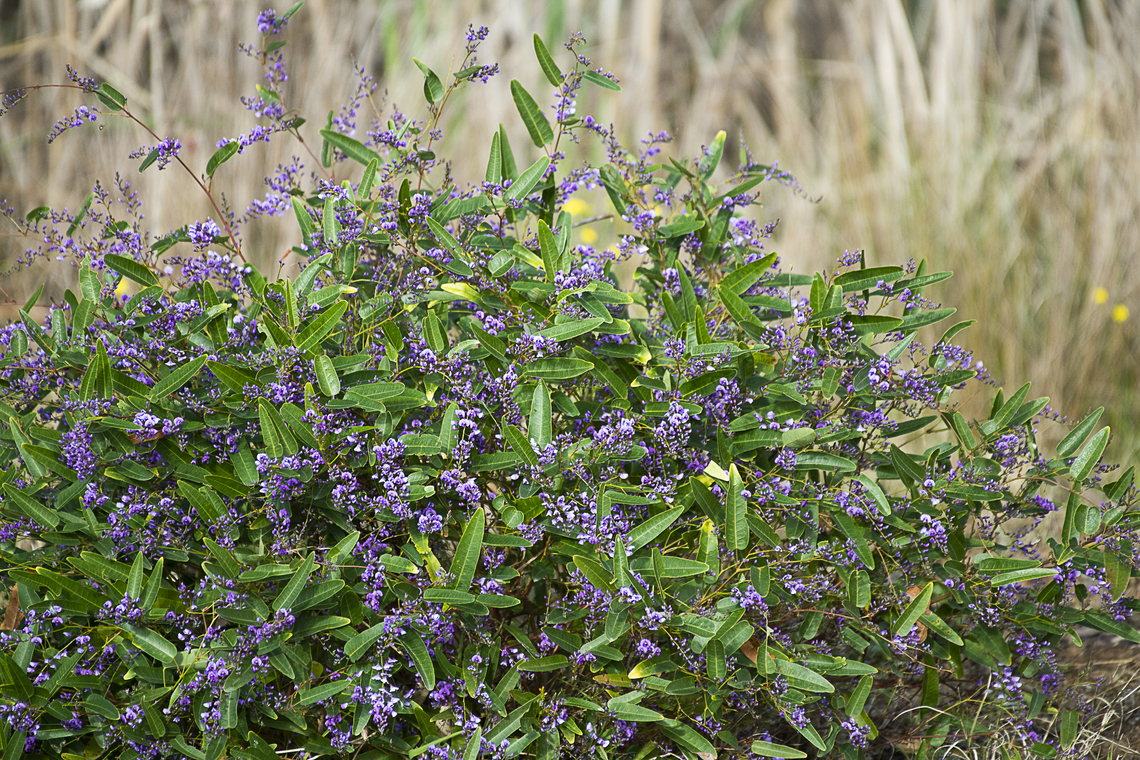 Hardenbergia violacea - Happy wanderer  Happy Wanderer,Hardenbergia violacea