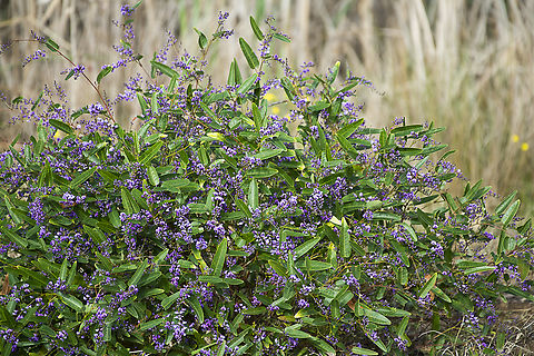 Hardenbergia violacea - Happy wanderer  Happy Wanderer,Hardenbergia violacea