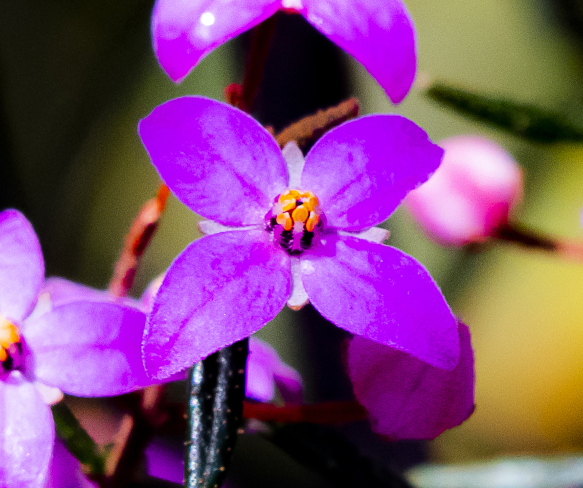 Sydney Boronia  Australia,Boronia ledifolia,Geotagged,Sydney Boronia,Winter