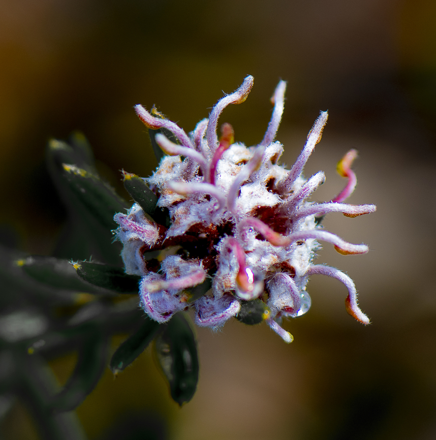 Grey spider flower  Australia,Geotagged,Grevillea buxifolia,Grevillea sericea,Grey Spider Flower,Pink Spider Flower,Winter