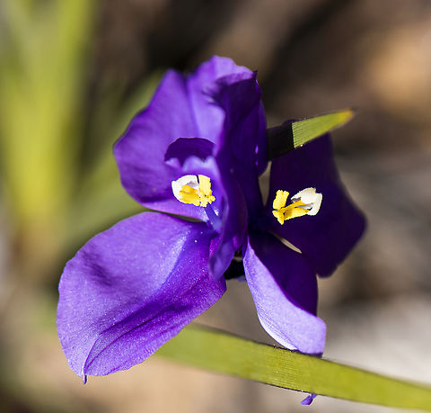 Purple flag  Australia,Geotagged,Patersonia sericea,Purple flag,Winter