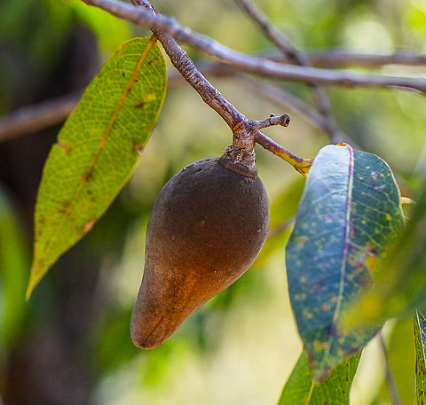 Woody pear  Australia,Geotagged,Winter,Woody pear,Xylomelum pyriforme