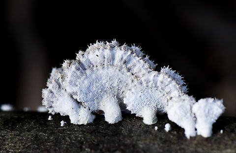Fungusaurus/Dinosaurus fungius - Split gill  Australia,Geotagged,Schizophyllum commune,Winter