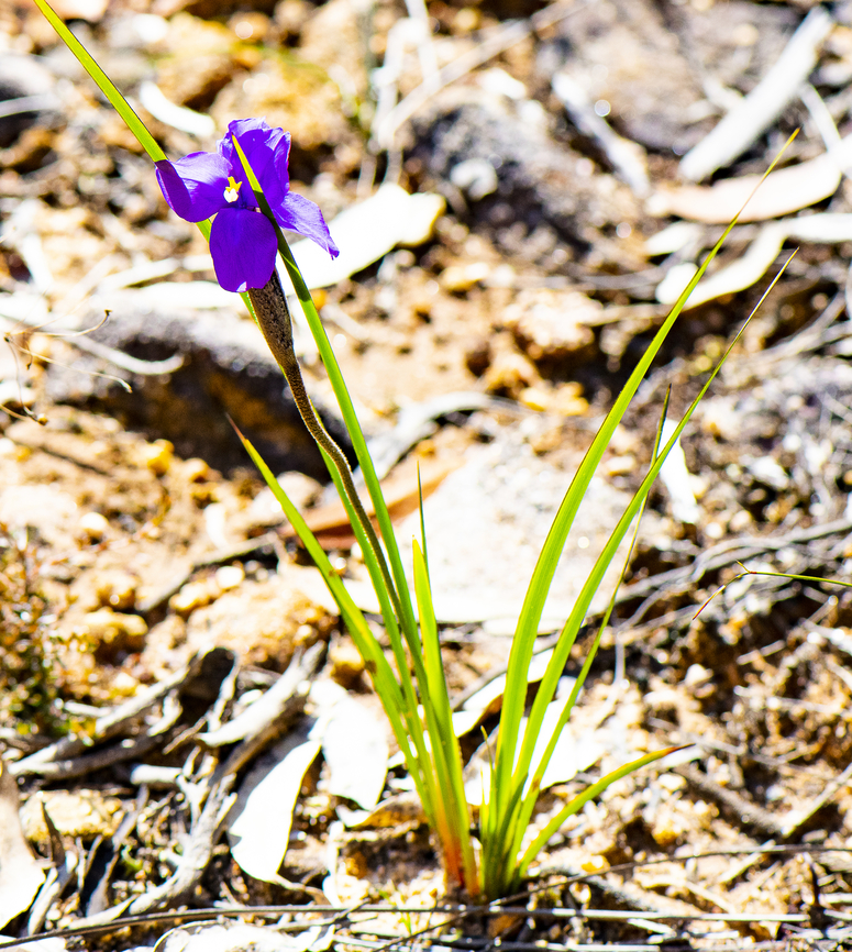Purple Flag  Australia,Geotagged,Patersonia sericea,Purple flag,Winter
