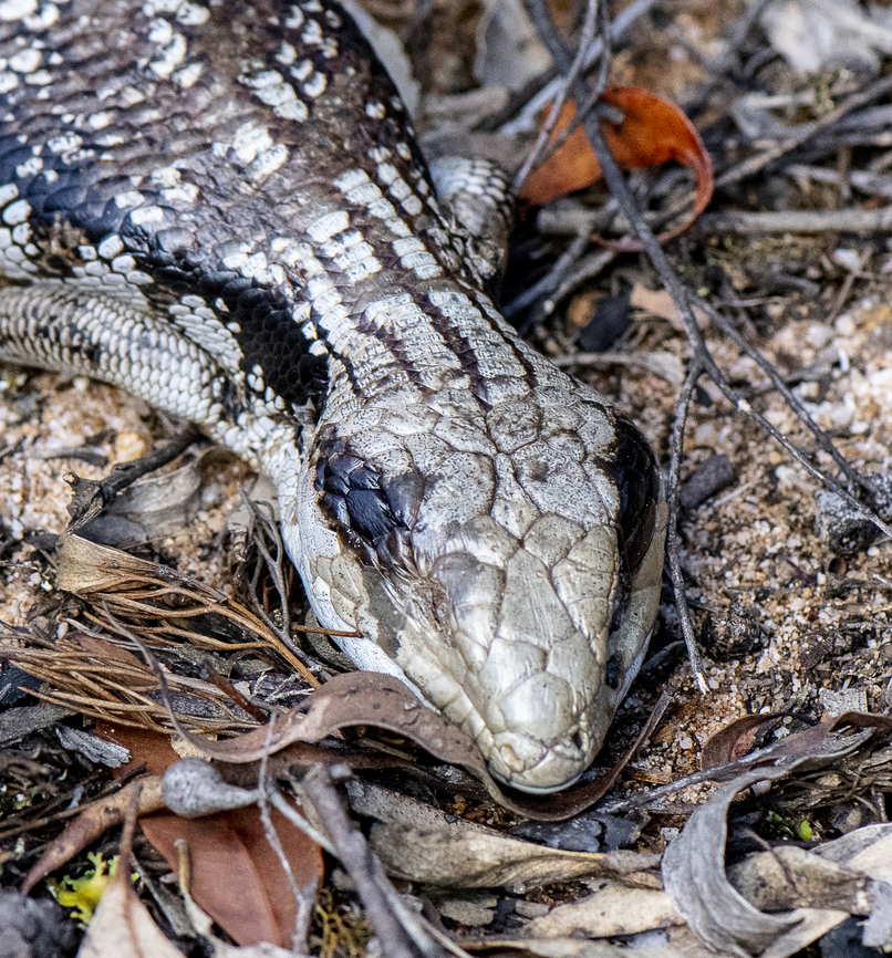 Eastern Blue-tongued skink  Australia,Eastern blue-tongued lizard,Geotagged,Tiliqua scincoides scincoides,Winter