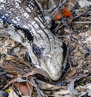 Eastern Blue-tongued skink  Australia,Eastern blue-tongued lizard,Geotagged,Tiliqua scincoides scincoides,Winter
