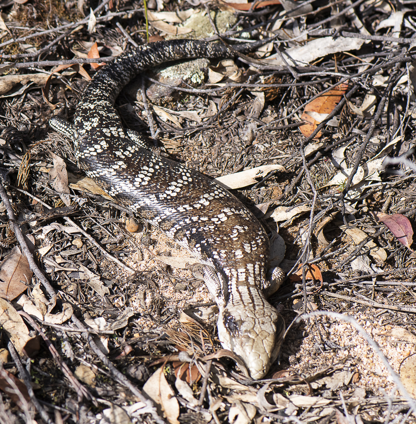 Eastern blue-tongued skink This large skink was sunning itself and catching some energy during these winter months. Dot painting at its best Australia,Eastern blue-tongued lizard,Geotagged,Tiliqua scincoides scincoides,Winter