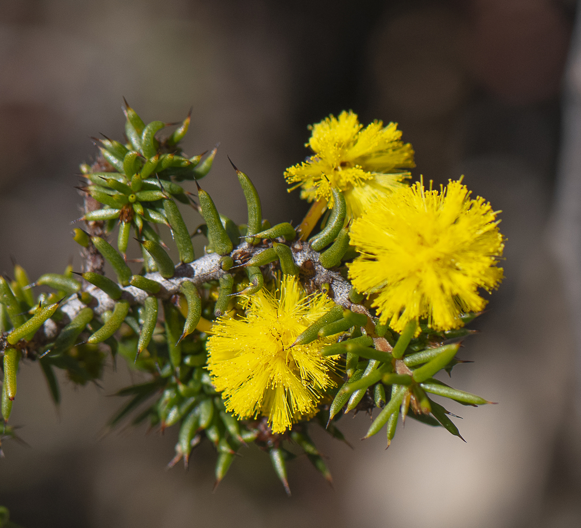 Hedgehog Wattle  Acacia echinula,Australia,Geotagged,Hedgehog wattle,Winter