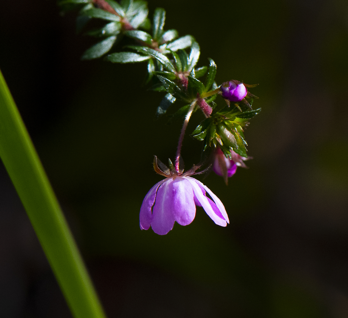 River rose  Australia,Bauera rubioides,Geotagged,River Rose,Winter