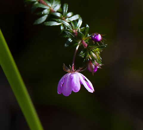 River rose  Australia,Bauera rubioides,Geotagged,River Rose,Winter
