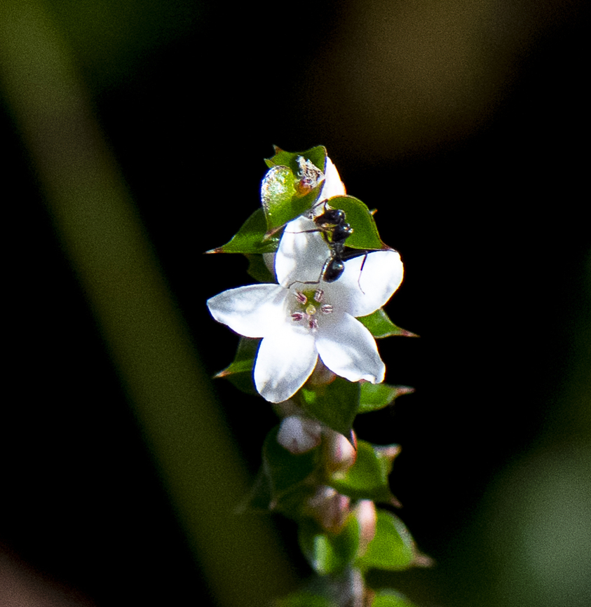 Epacris pulchella - NSW coral heath And friend Australia,Epacris pulchella,Geotagged,New South Wales Coral Heath,Winter