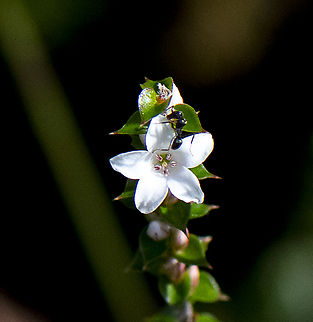Epacris pulchella - NSW coral heath And friend Australia,Epacris pulchella,Geotagged,New South Wales Coral Heath,Winter