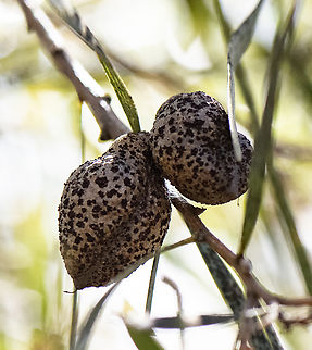 Hakea laevipes  Australia,Geotagged,Hakea laevipes,Winter