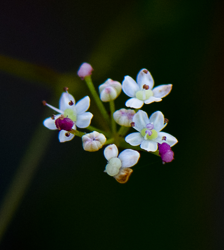 Carrot Tops - Platysace linearifolia  Australia,Geotagged,Platysace linearifolia,Winter
