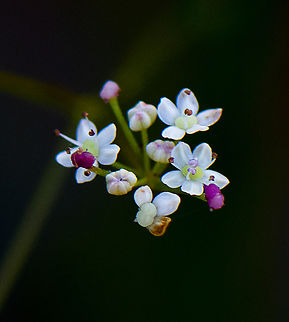 Carrot Tops - Platysace linearifolia  Australia,Geotagged,Platysace linearifolia,Winter