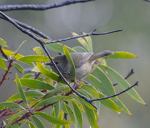 Brown Thornbill  Acanthiza lineata,Acanthiza pusilla,Australia,Brown thornbill,Geotagged,Striated thornbill,Winter