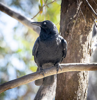 Australian raven  Australia,Australian raven,Corvus coronoides,Geotagged,Winter