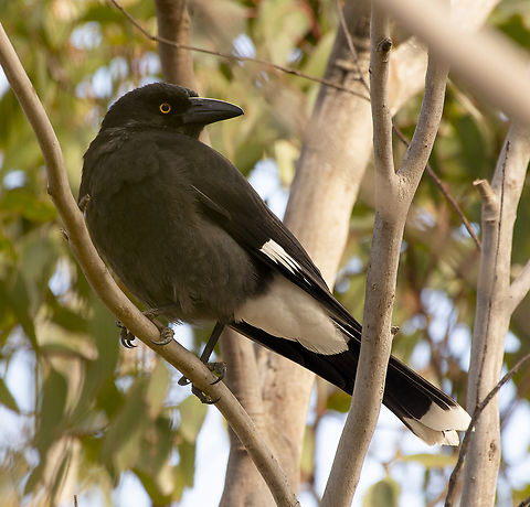 Pied Currawong  Australia,Geotagged,Pied Currawong,Strepera graculina,Winter