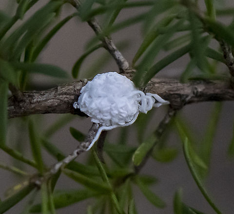 Woolly  Australia,Geotagged,Winter