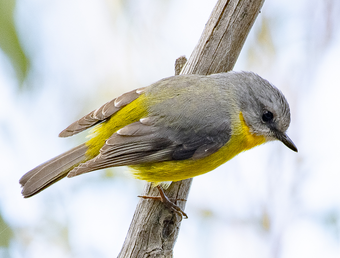 Eastern Yellow Robin  Australia,Eastern Yellow Robin,Eopsaltria australis,Geotagged,Winter