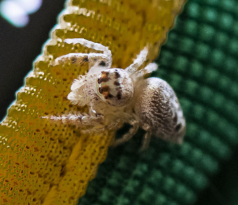 Glove Jumping Spider - Opisthoncus parcedentatus ?  Australia,Garden jumping spider,Geotagged,Opisthoncus parcedentatus,Winter