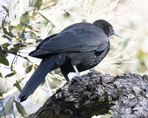 White winged chough  Australia,Corcorax melanorhamphos,Geotagged,White-winged chough,Winter