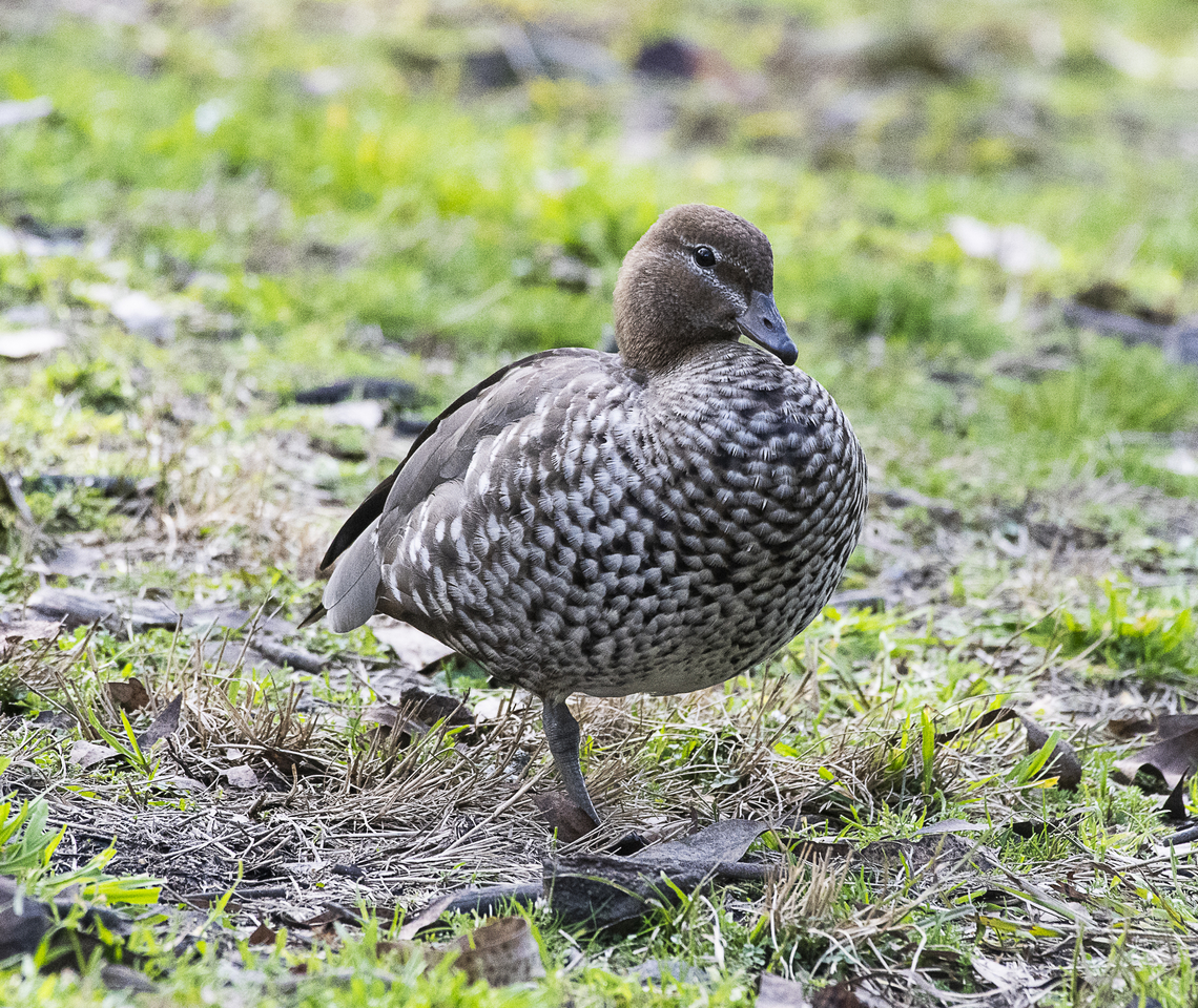 Australian wood duck  Australia,Australian Wood Duck,Chenonetta jubata,Geotagged,Winter