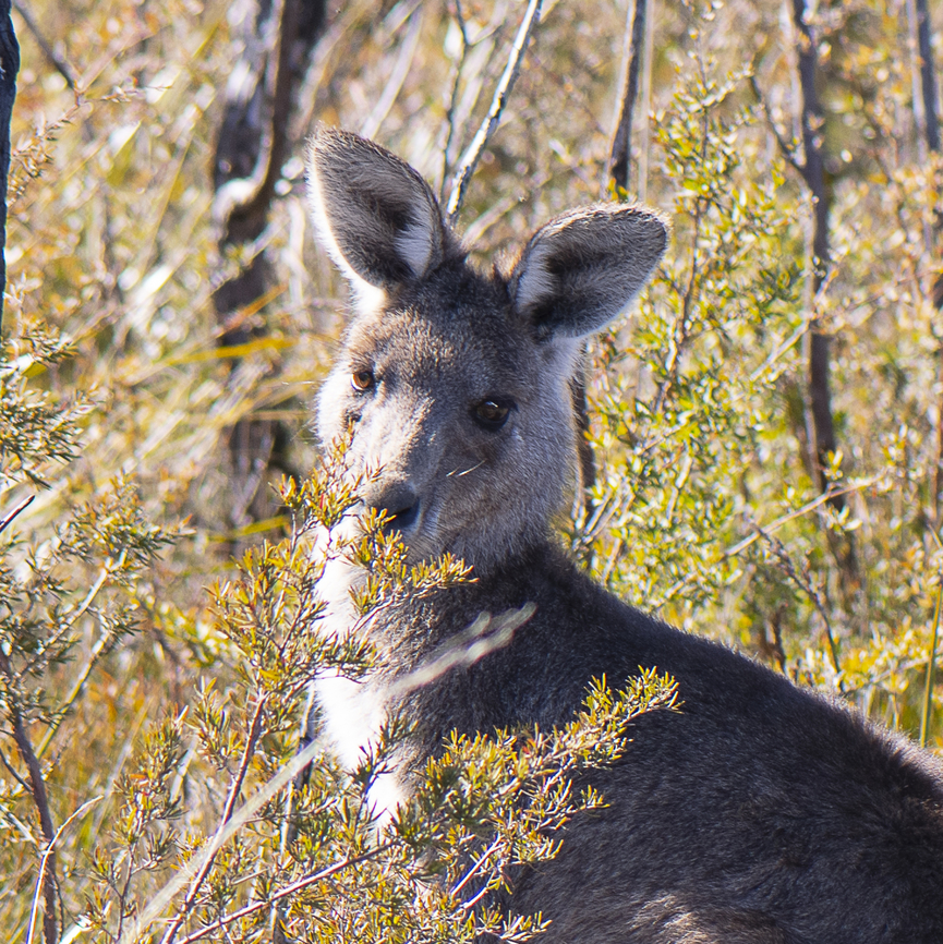 Eastern grey kangaroo  Australia,Eastern grey kangaroo,Geotagged,Macropus giganteus,Winter