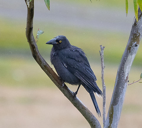 Black Currawong This currawong appears to have a much larger beak than the mainland's pied currawong Australia,Black currawong,Geotagged,Strepera fuliginosa,Winter