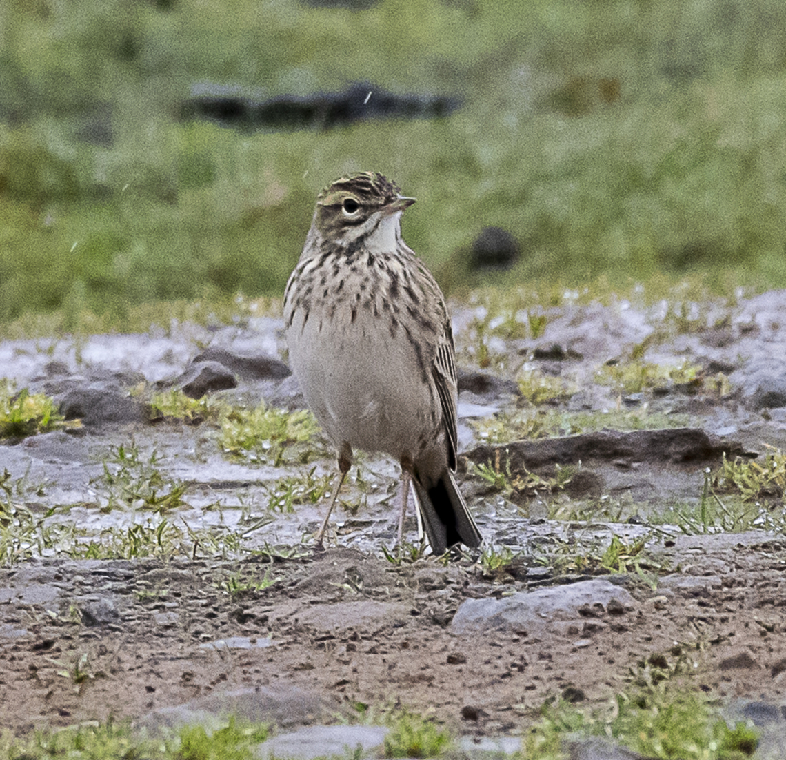 Australasian Pipit - Anthus novaeseelandiae  Anthus novaeseelandiae,Australasian pipit,Australia,Geotagged,Winter