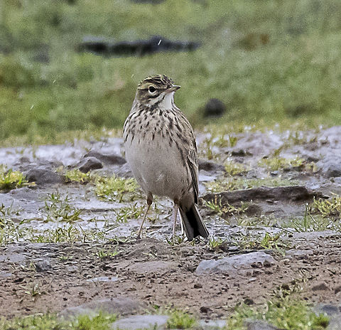 Australasian Pipit - Anthus novaeseelandiae  Anthus novaeseelandiae,Australasian pipit,Australia,Geotagged,Winter