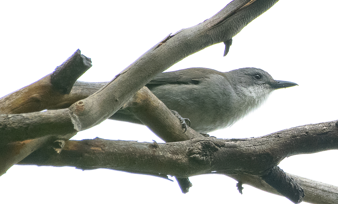 Colluricincla harmonica - Grey shrike thrush  Australia,Colluricincla harmonica,Geotagged,Grey shrike-thrush,Winter