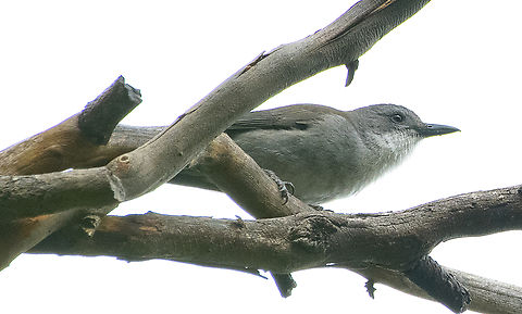 Colluricincla harmonica - Grey shrike thrush  Australia,Colluricincla harmonica,Geotagged,Grey shrike-thrush,Winter