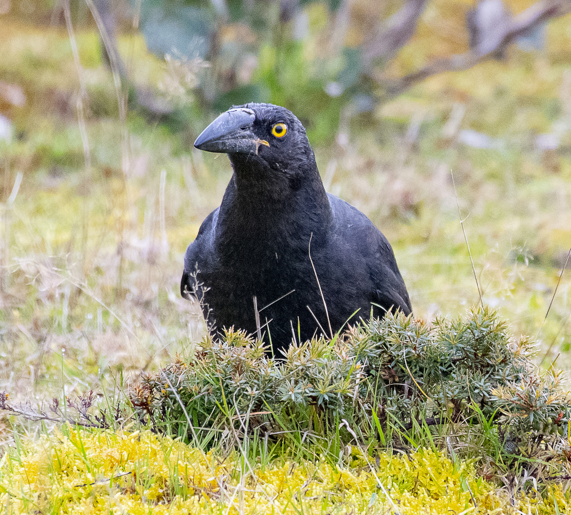 Black Currawong  Australia,Black currawong,Geotagged,Strepera fuliginosa,Winter
