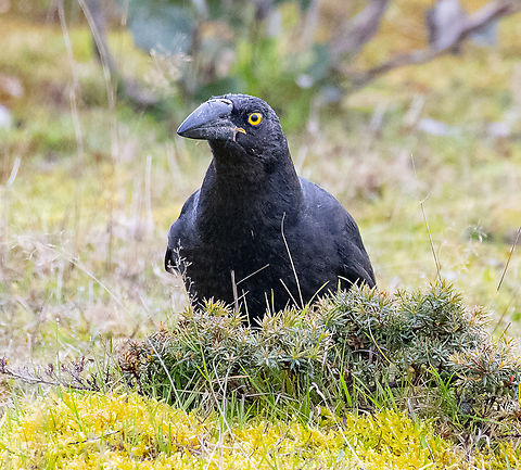 Black Currawong  Australia,Black currawong,Geotagged,Strepera fuliginosa,Winter