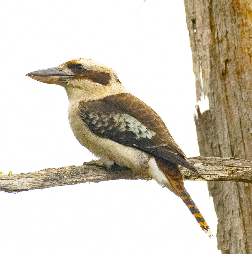 Laughing Kookaburra  Australia,Dacelo novaeguineae,Geotagged,Laughing Kookaburra,Winter